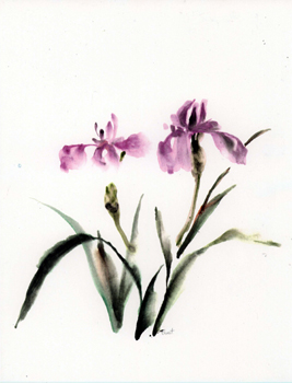 iris color